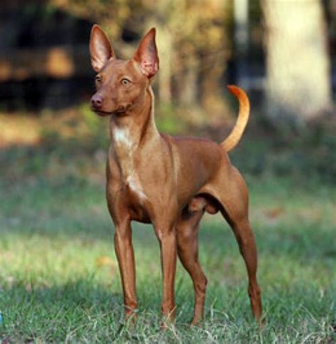 venta de podencos andaluces en madrid|Podenco andaluz, venta de perros de caza